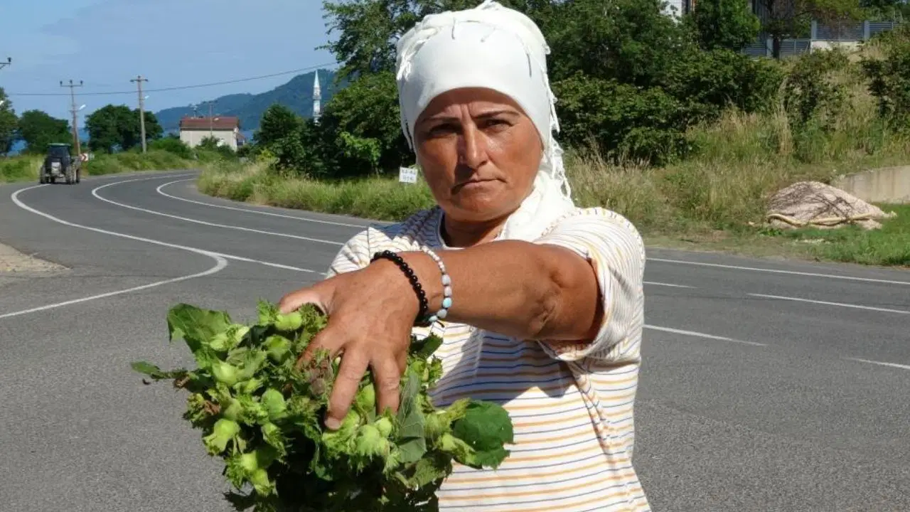 Taze Fındık tezgaha indi: Kilosu 200 TL'den alıcı bekliyor