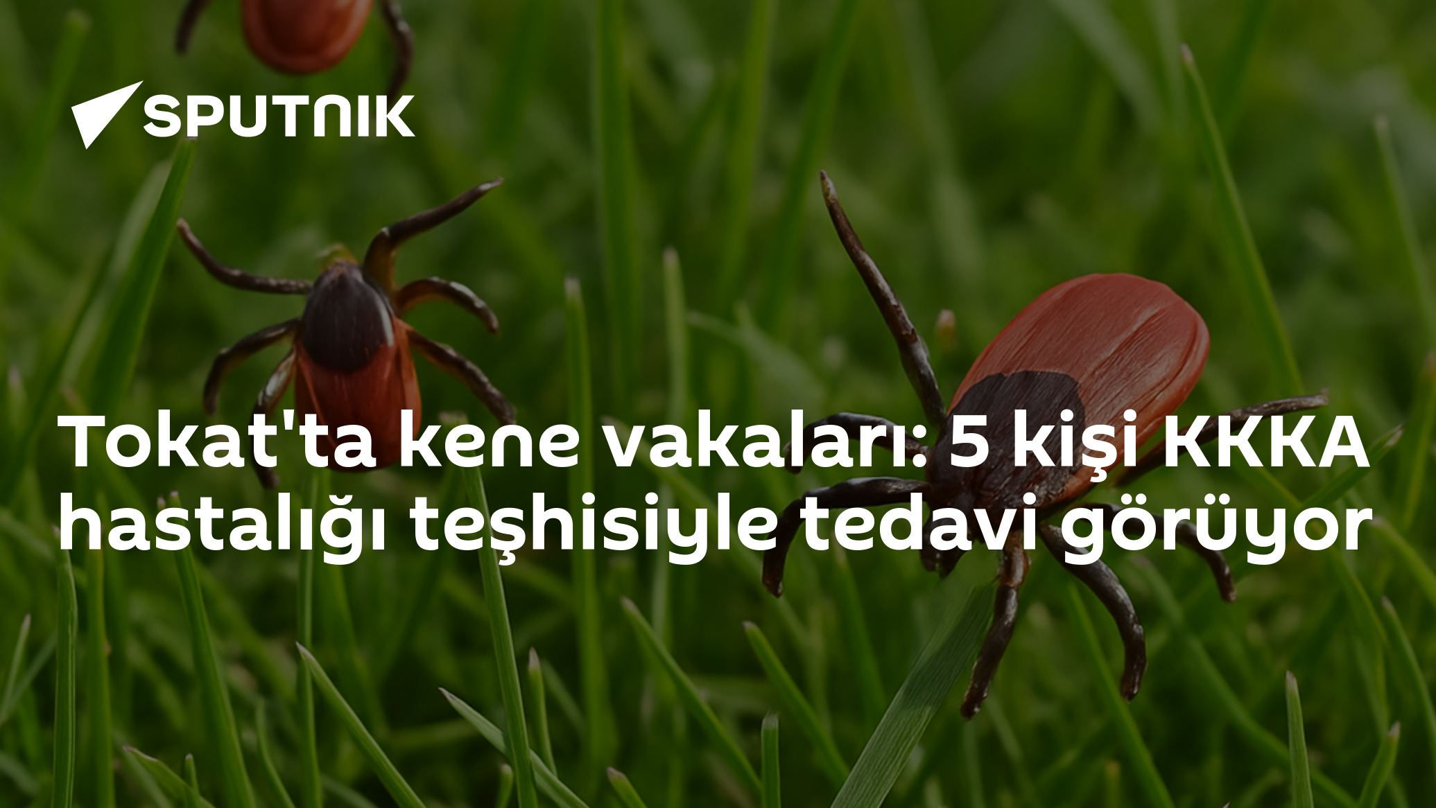 Tokat'ta kene vakaları: 5 kişi KKKA hastalığı teşhisiyle tedavi görüyor