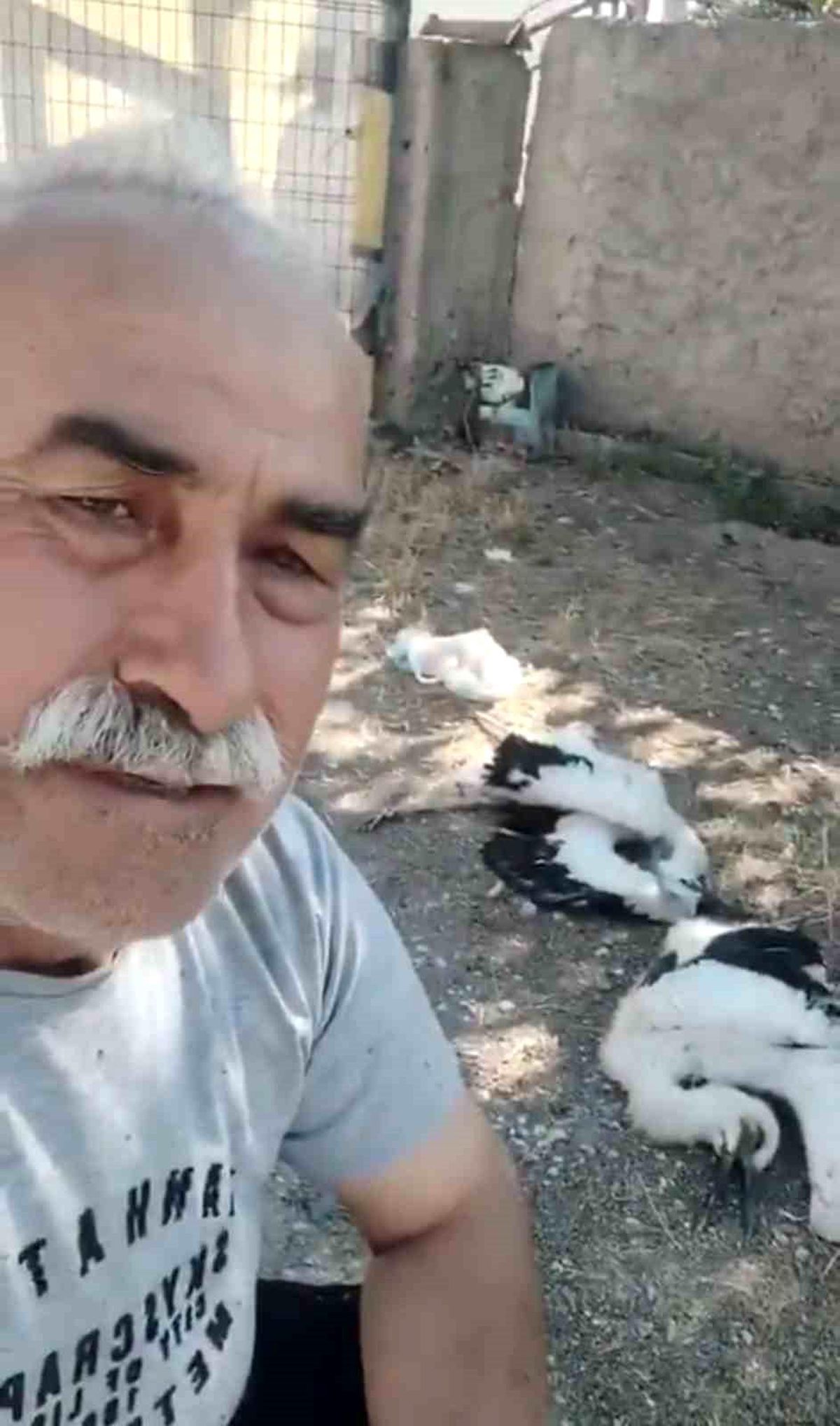 Bahçesindeki leyleklerin öldüğünü görünce gözyaşlarına boğuldu