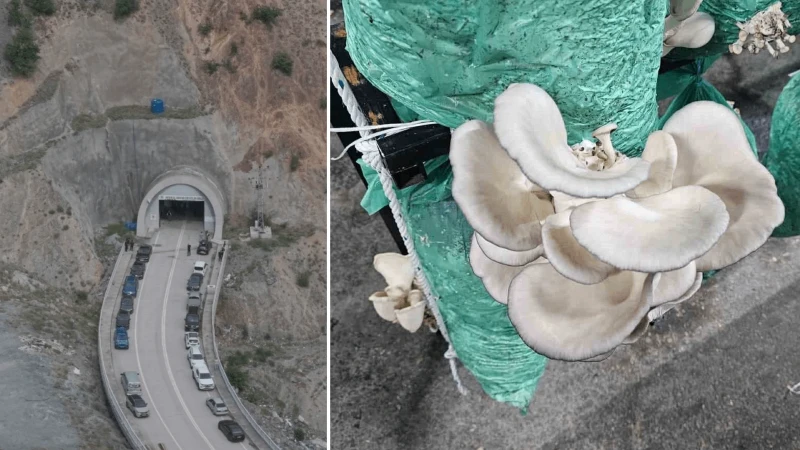Yıllardır kapalıydı şimdi bereket fışkırıyor: Atıl tünelde başlayan proje herkesi şaşırttı, yüzde 80 tasarrufla ilk hasat yapıldı