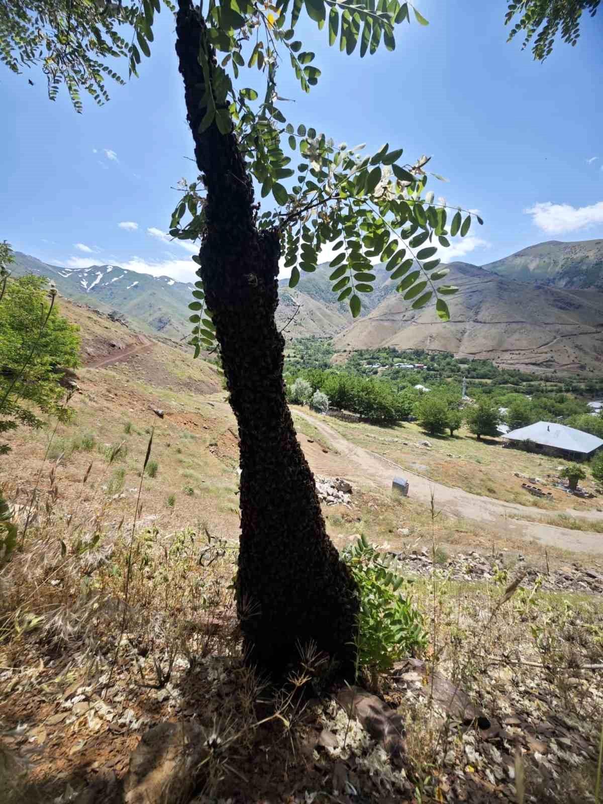 Arılar ağaçta oğul verdi: Dallar arıların ağırlığıyla eğildi