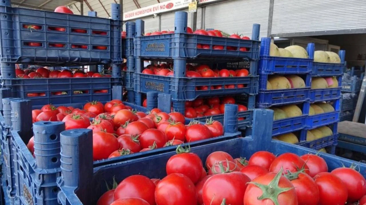 Hatay'da sebze halindeki domatesin fiyatı 15 TL'ye düştü