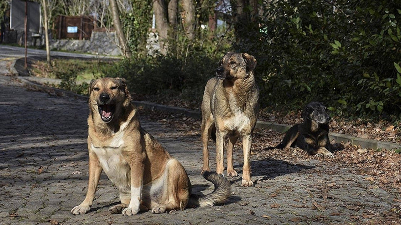 NATO Zirvesi öncesi emniyetten belediyelere yazı: Sokak köpeklerinin toplatılması emri verildi