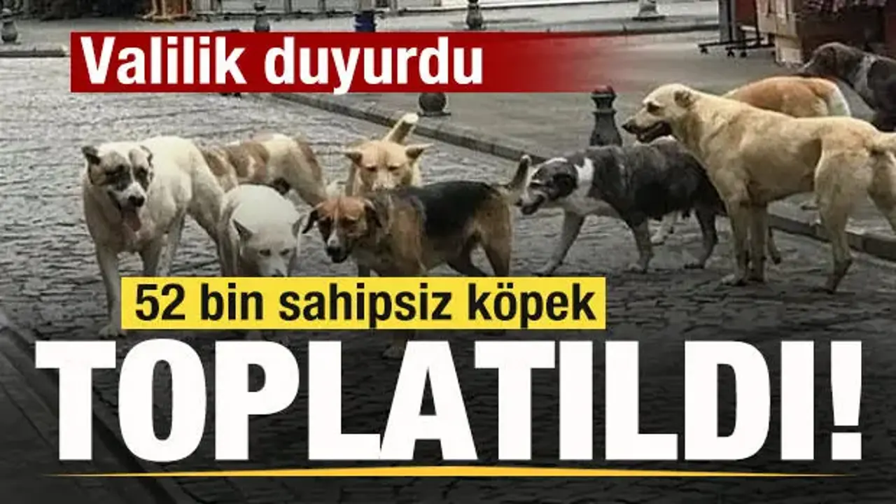Vali duyurdu! 52 bin sahipsiz köpek toplatıldı