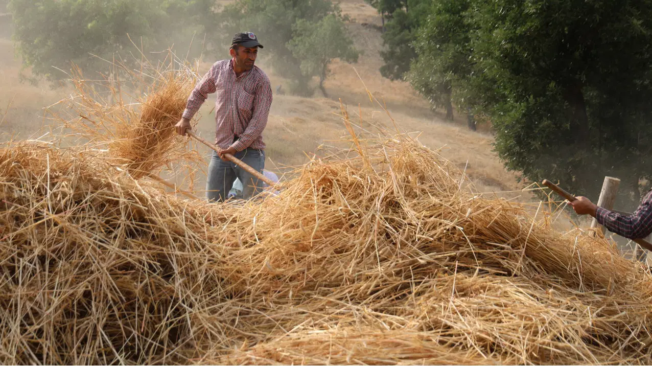 Toros Dağları'nın zirvesinde zaman durdu: Makinenin giremediği yerde asırlık yöntem ile hasat...