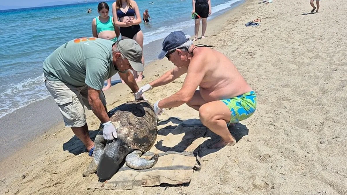 Aydın'da üzen görüntü! 3 caretta caretta ölü bulundu