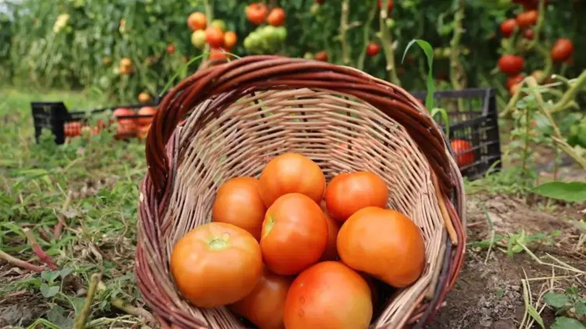 Bir yılda iki kez ürün alınıyor! Hasat başladı, üreticinin yüzü gülüyor