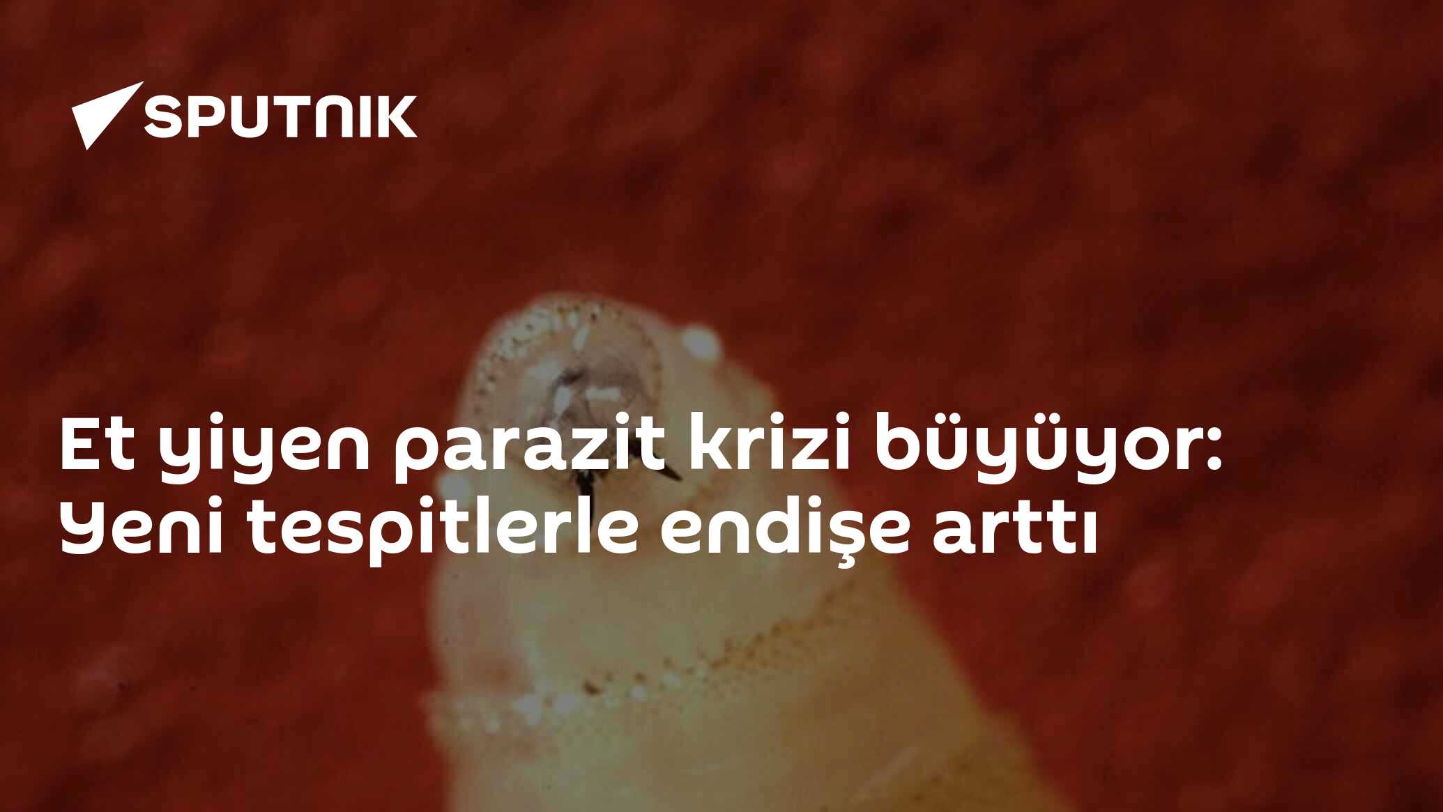 Et yiyen parazit krizi büyüyor: Yeni tespitlerle endişe arttı