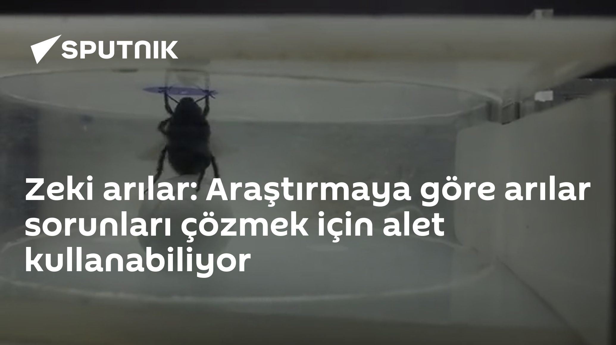 Zeki arılar: Araştırmaya göre arılar sorunları çözmek için alet kullanabiliyor