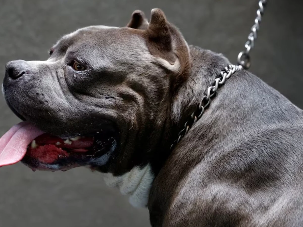 İngiltere, çocukların köpeklerle yalnız bırakılmasını yasaklıyor