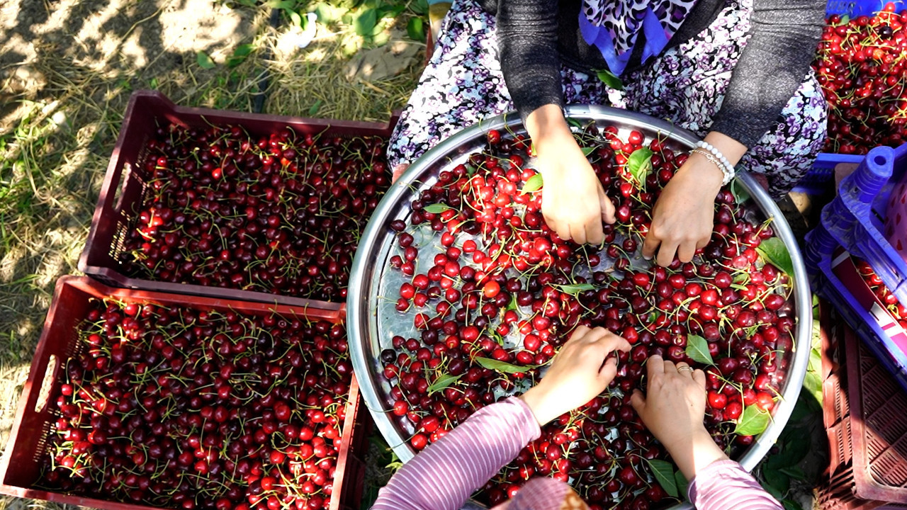 Dalları kiraz bastı, üreticiyi maliyet batırdı! Kirazda fiyat krizine karşı ‘kooperatifleşme’ çağrısı