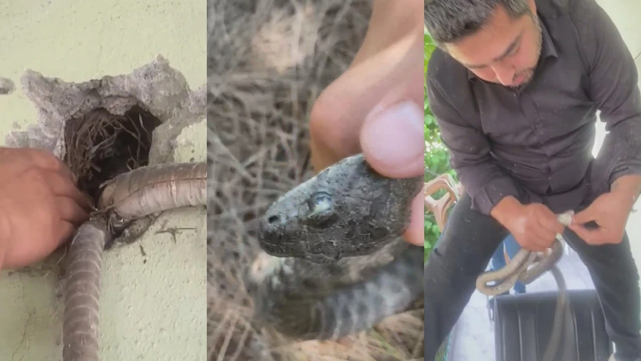 Hatay'da klima deliğine giren "Sikkeli Yılan"a öğüt: "İnsanlardan uzak dur"