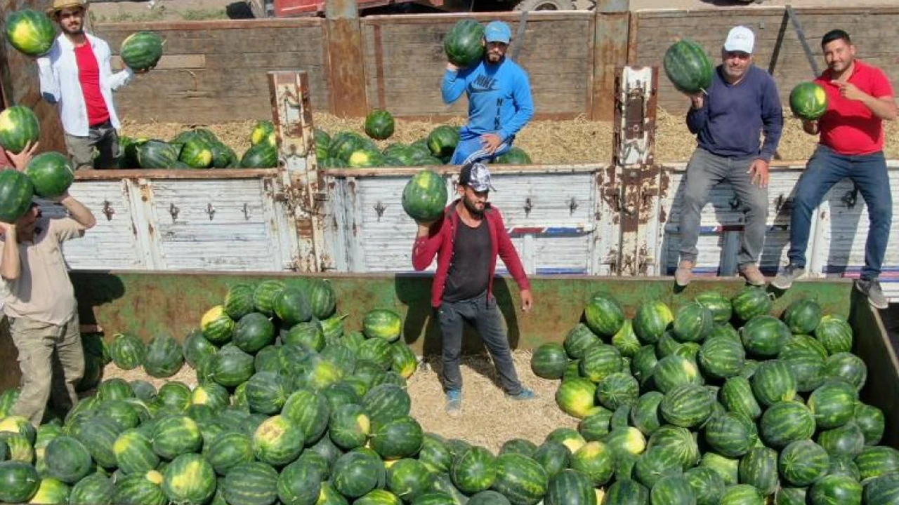 Adana’da 40 dereceyi bulan sıcaklıkta karpuz mesaisi: Günde 35-40 tır yükleniyor