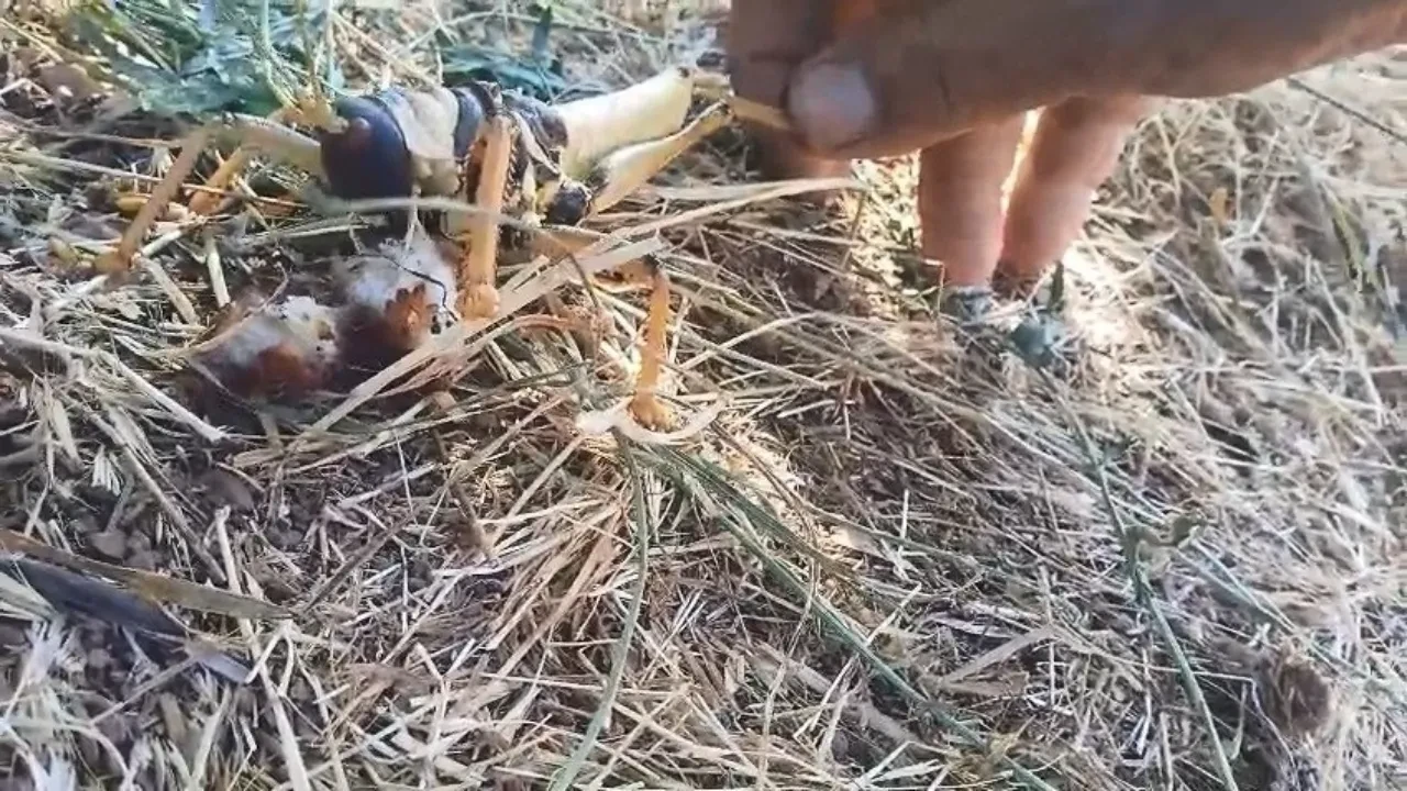 Et yiyen dev çekirgeye balık ikram etti: O anları kameraya kaydetti