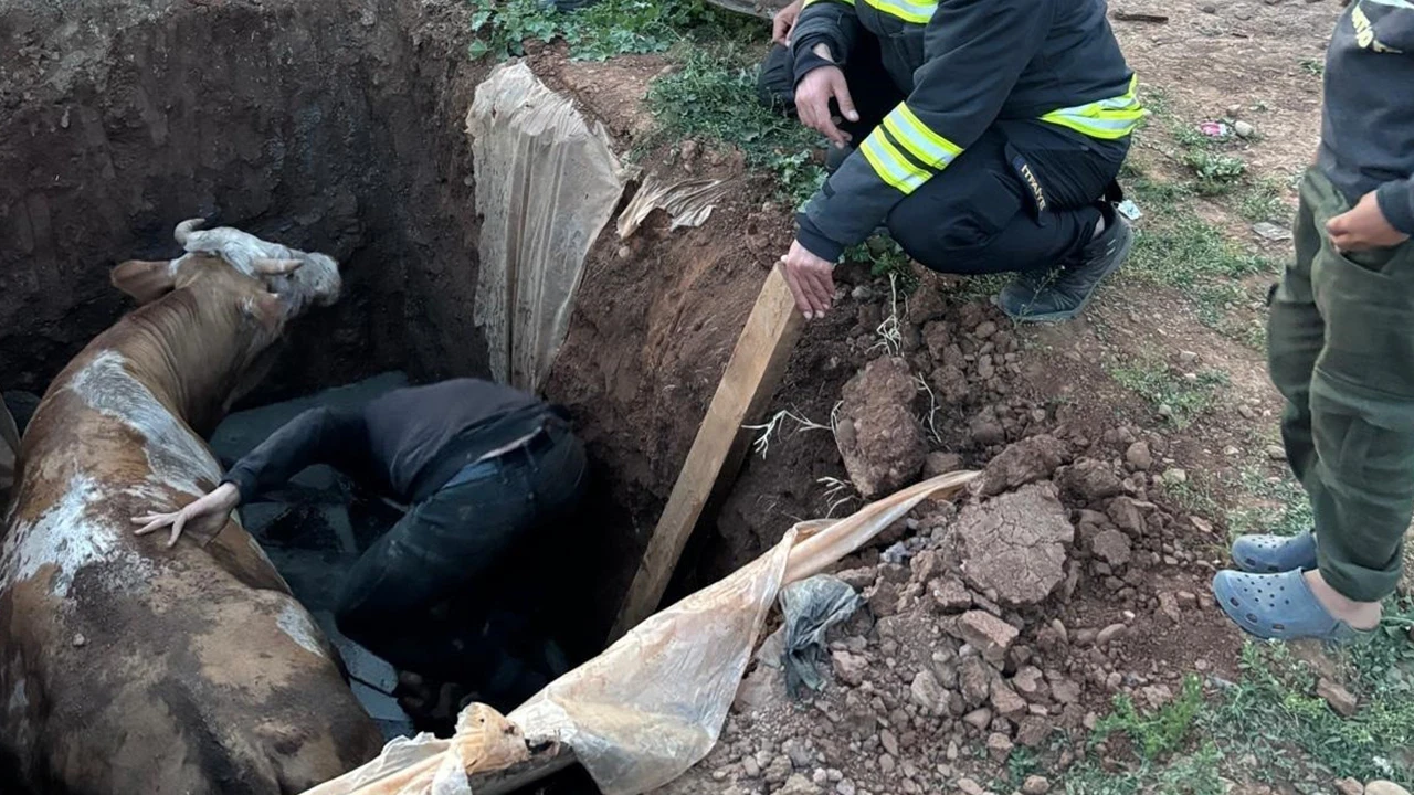 Muş'ta foseptik çukuruna düşen inek için itfaiye seferber oldu