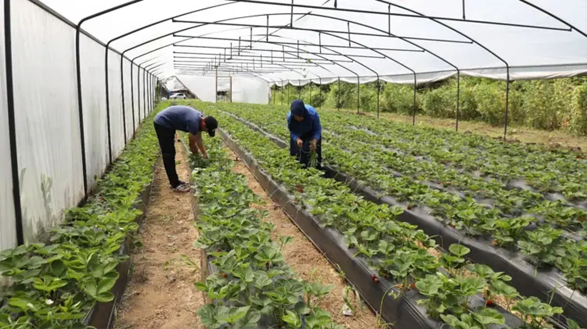 Örtü altı üretim yapan üreticilere büyük destek! Üretim alanı 68 bin metrekareye ulaştı
