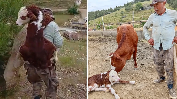 Kayıp ineği bulduğunda muhteşem manzara ile karşılaştı; buzağıyı sırtında taşıdı