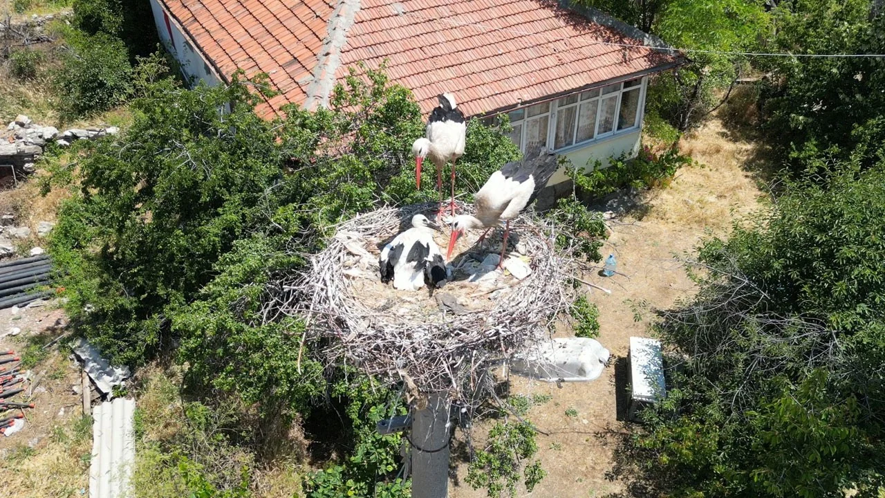 Leylek yavrusunu itfaiye kurtardı! Ayağına ip dolandı, yuvasında mahsur kaldı