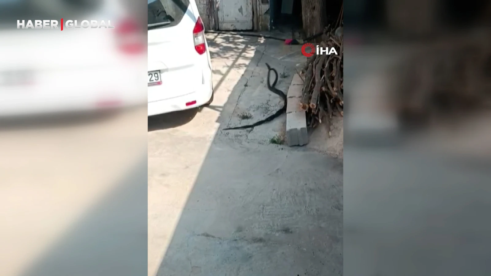Evin bahçesinde görülen 2 karayılan çiftleşme dansı yaptı