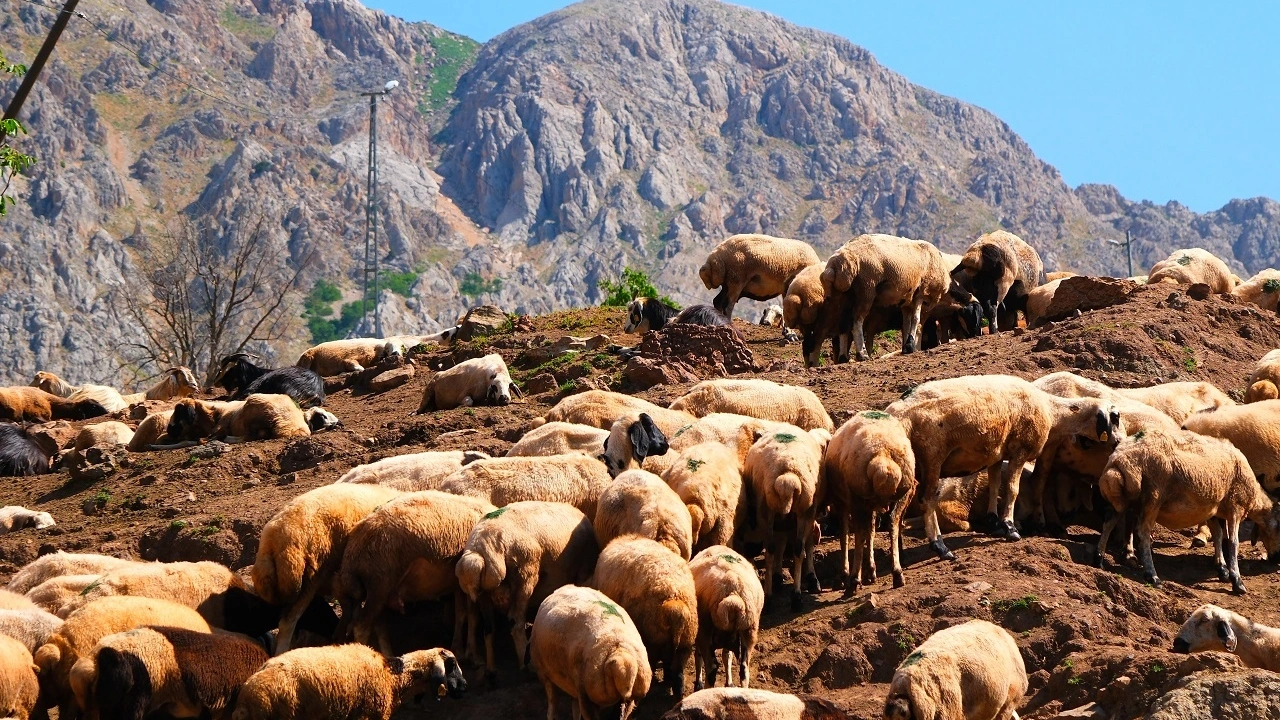 Temmuz ayında kar engeli: 3 Bin koyun telef olma tehlikesiyle karşı karşıya