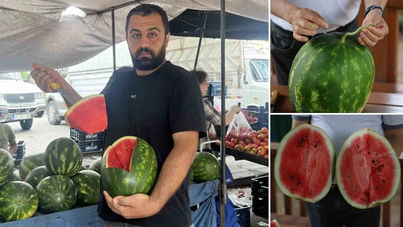 İyi karpuz nasıl seçilir? Vurarak seçmek eskide kaldı