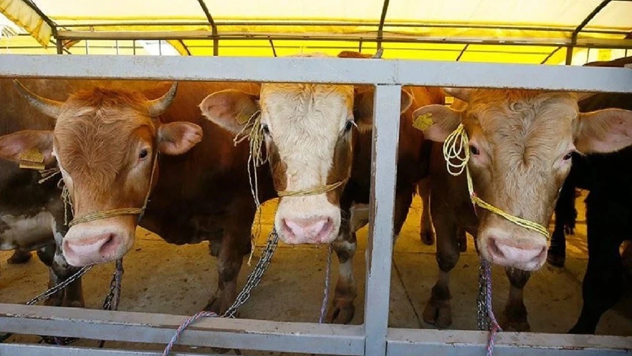 Besicilere büyük destek! 108 bin hayvan dağıtılacak