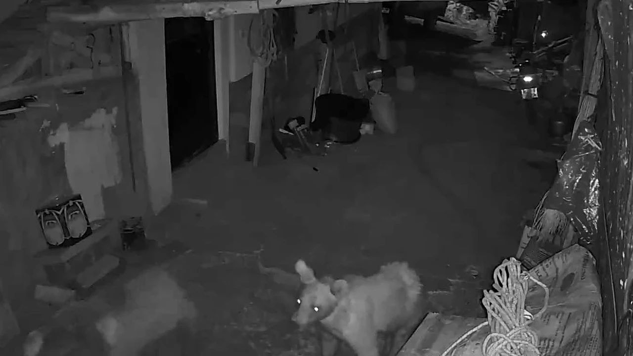 Erzurum'da vatandaş canından bezdi! Her ay her yerde ortaya çıkabilir