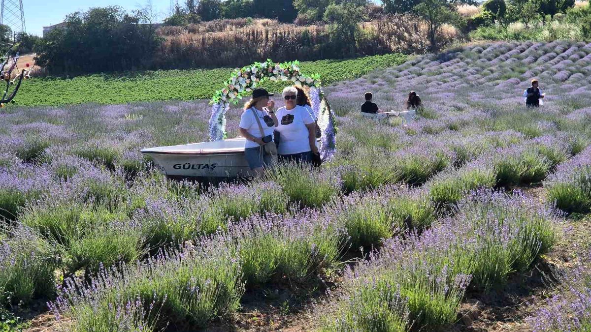 Tekirdağ'da Lavanta Şenliği başladı