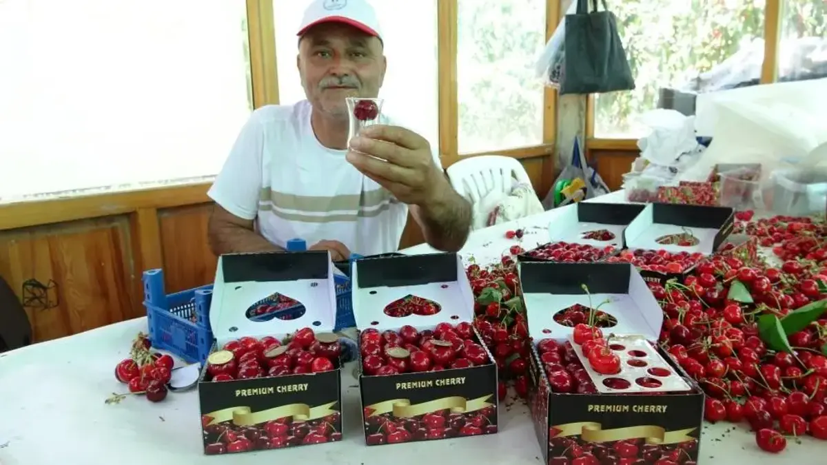 Çay bardağına sığmıyor, madeni 5 liradan büyük! Çanakkale’de Dev Lapseki kirazının hasadı başladı: Fiyatı dudak uçuklatıyor