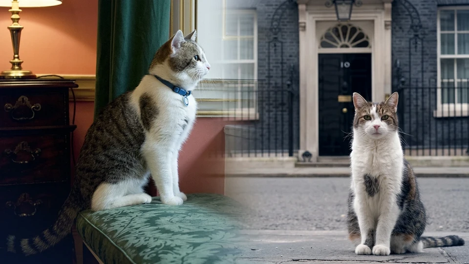 İngiliz siyasetinin değişmez tek ismi: "Baş Fare Avcısı" Larry 15 yıldır Downing Street’te