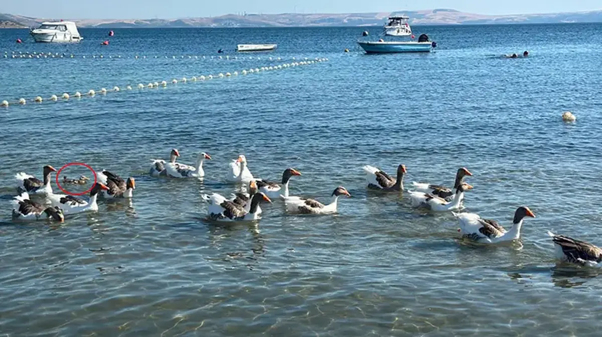 Balıkesir'de 'şartlı tahliye' edilen kazlar, ördek yavrusunu sahiplendi