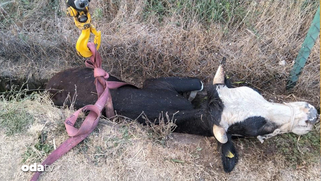 Bolu'da kanala düşen inek için itfaiye seferber oldu