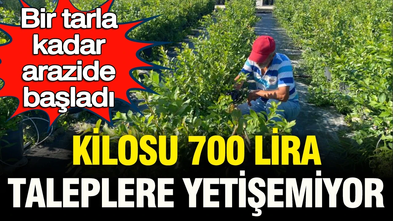Kilosu 700 lira: Bir tarla kadar arazide başladı, şimdi taleplere yetişemiyor