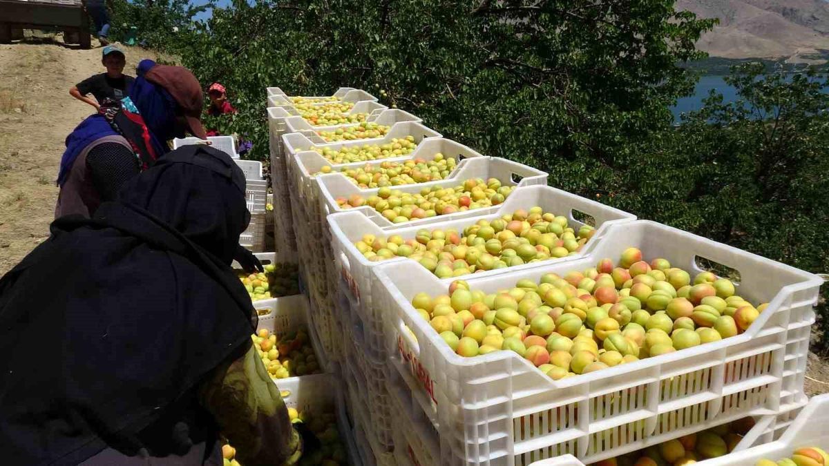 Malatya'da 'sarı altın' hasadı başladı, ilk ürünler Avrupa yolunda