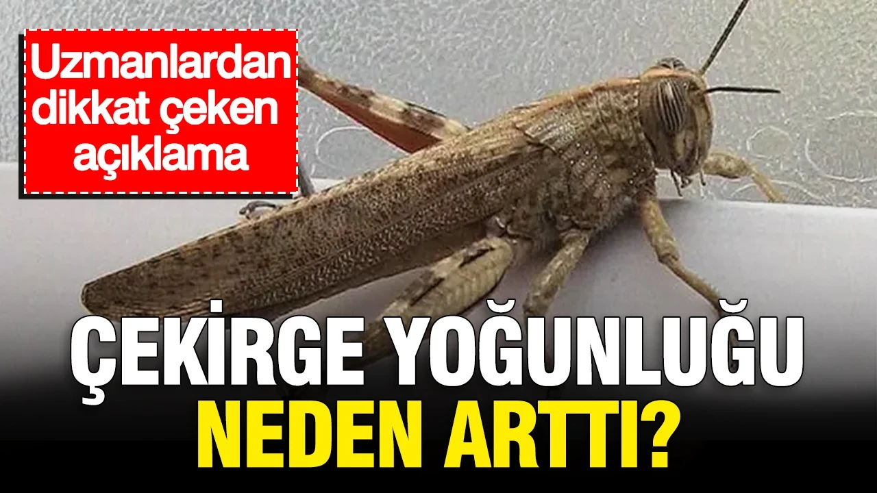 Çekirge yoğunluğu neden arttı? Uzmanlardan dikkat çeken açıklama