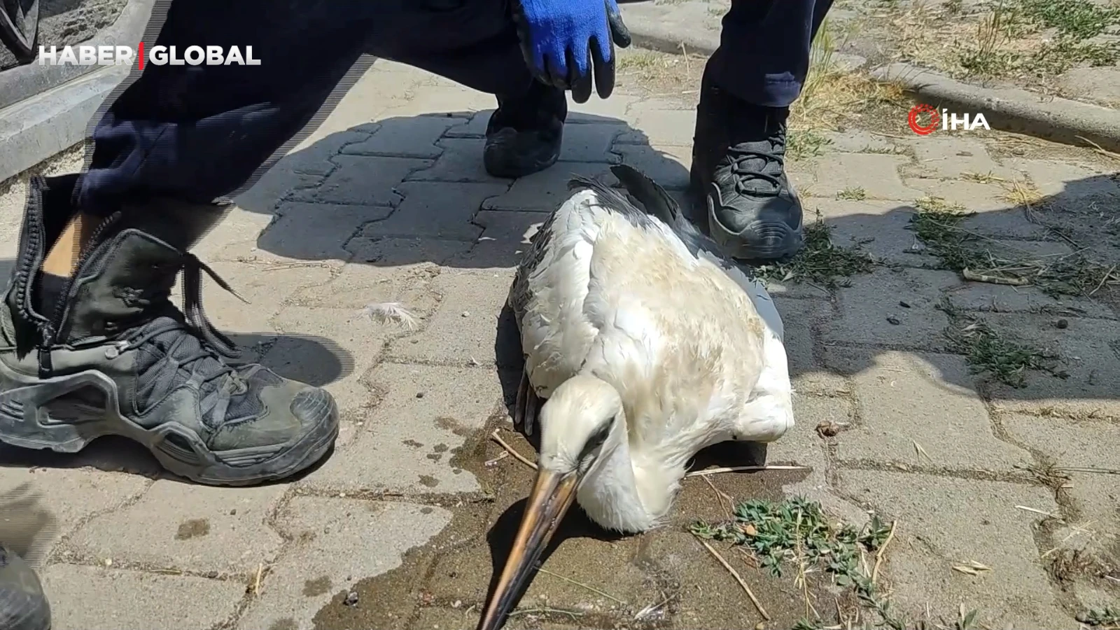 Sivas'ta sıcaktan baygınlık geçiren leyleğe duyarlı vatandaşlardan yardım eli