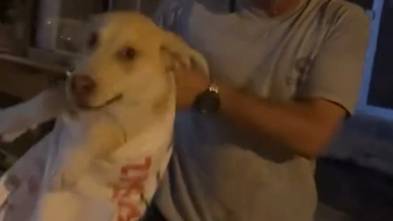 Çuvala konan köpeği kaıdn kurtardı