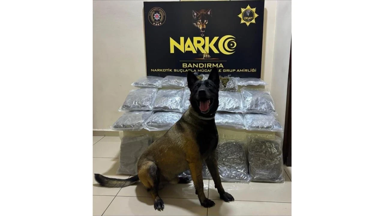Narkotik köpeği 'Dark' buldu: Gübre torbalarının altından 11 kilo skunk çıktı