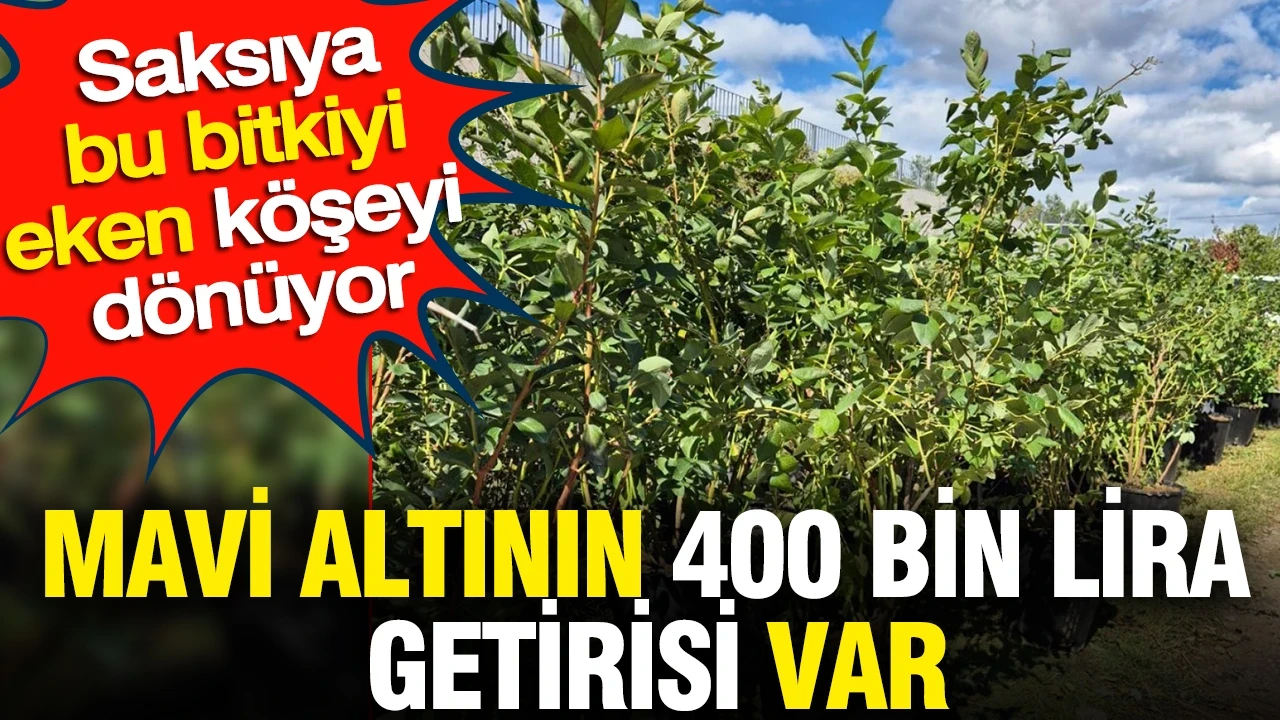 Saksıya bu bitkiyi eken köşeyi dönüyor: Mavi altının 400 bin lira getirisi var