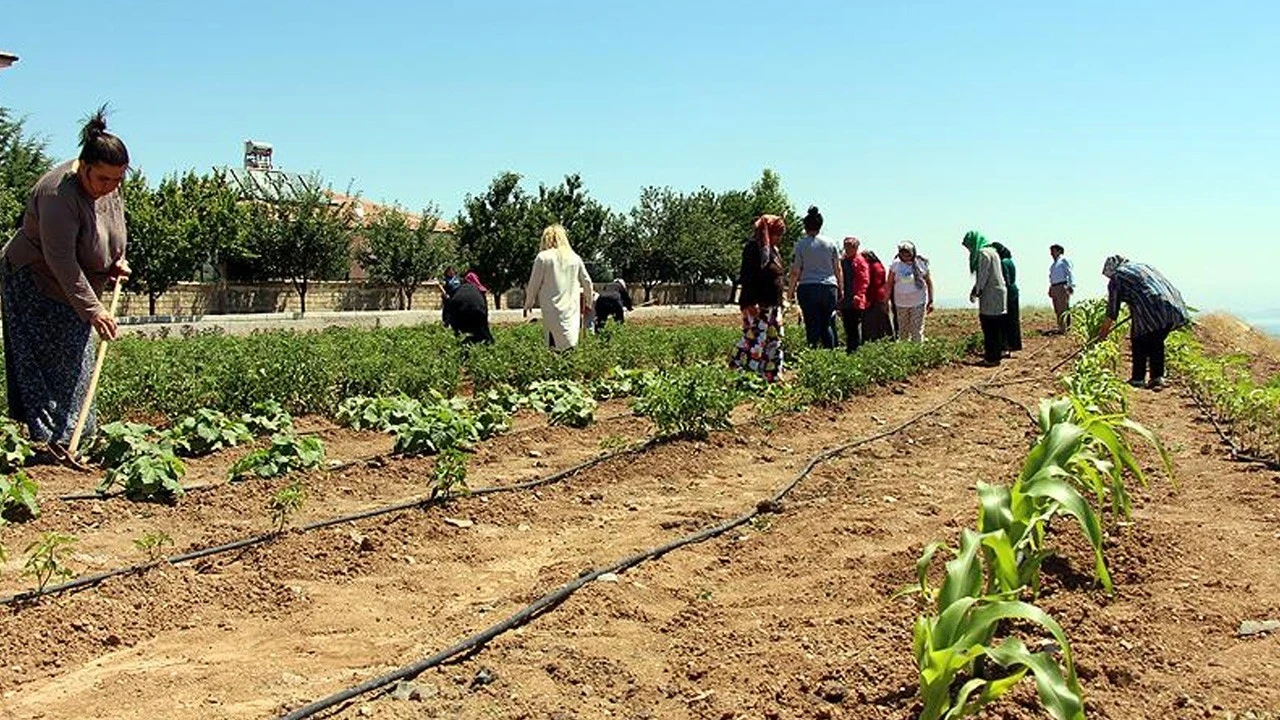 Hobi bahçeleri olan dikkat! Meclis'te kabul edildi! Kaçak yapıya elektrik ve su yok