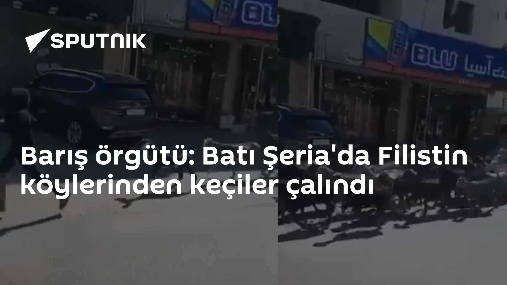Barış örgütü: Batı Şeria'da Filistin köylerinden keçiler çalındı