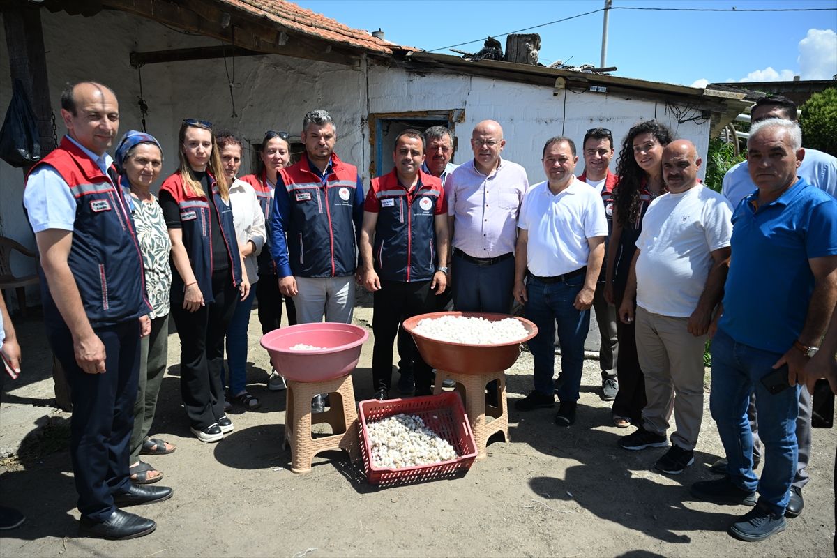 Edirne'de ipekböceği yetiştiren kadın üreticiler yaş kozaları topladı