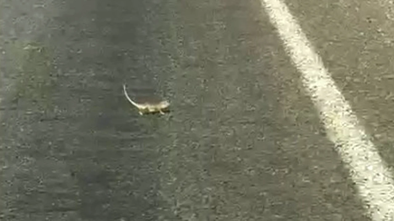 Sürücü bukalemuna yol verdi, karşıya geçiş mücadelesi tebessüm ettirdi