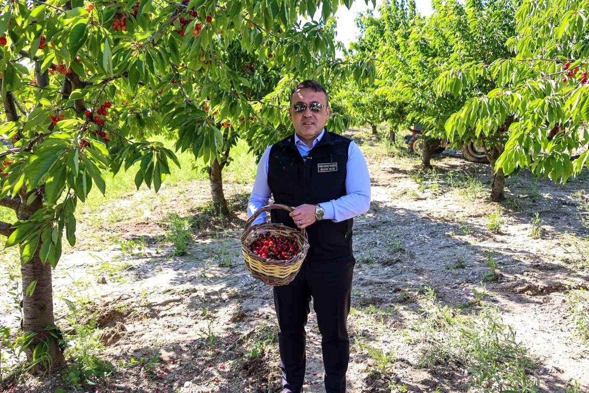 Bilecik'te 27 bin dekarda yıllık yaklaşık 15 bin 500 ton kiraz üretimi