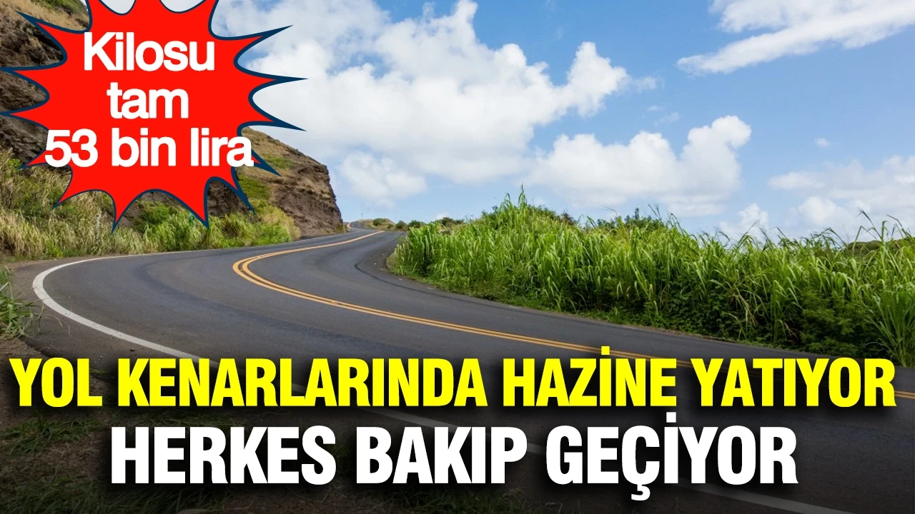Yol kenarlarında hazine yatıyor, herkes bakıp geçiyor: Kilosu 53 bin lira