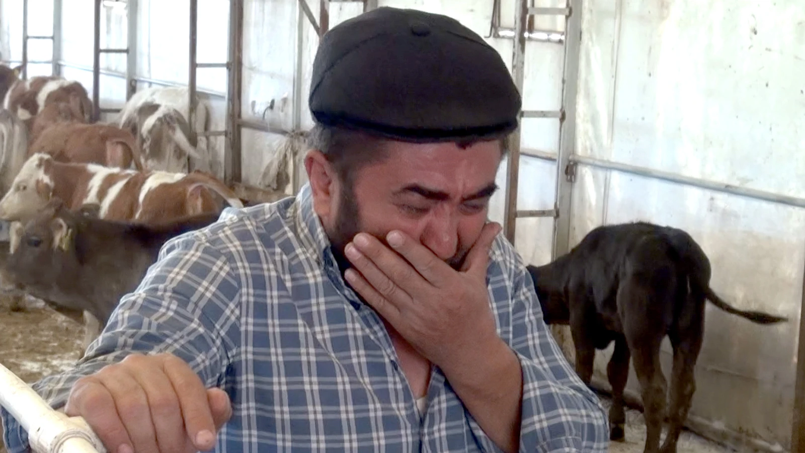 9 buzağı mangal kömürü üretim tesisinden yayılan dumandan öldü
