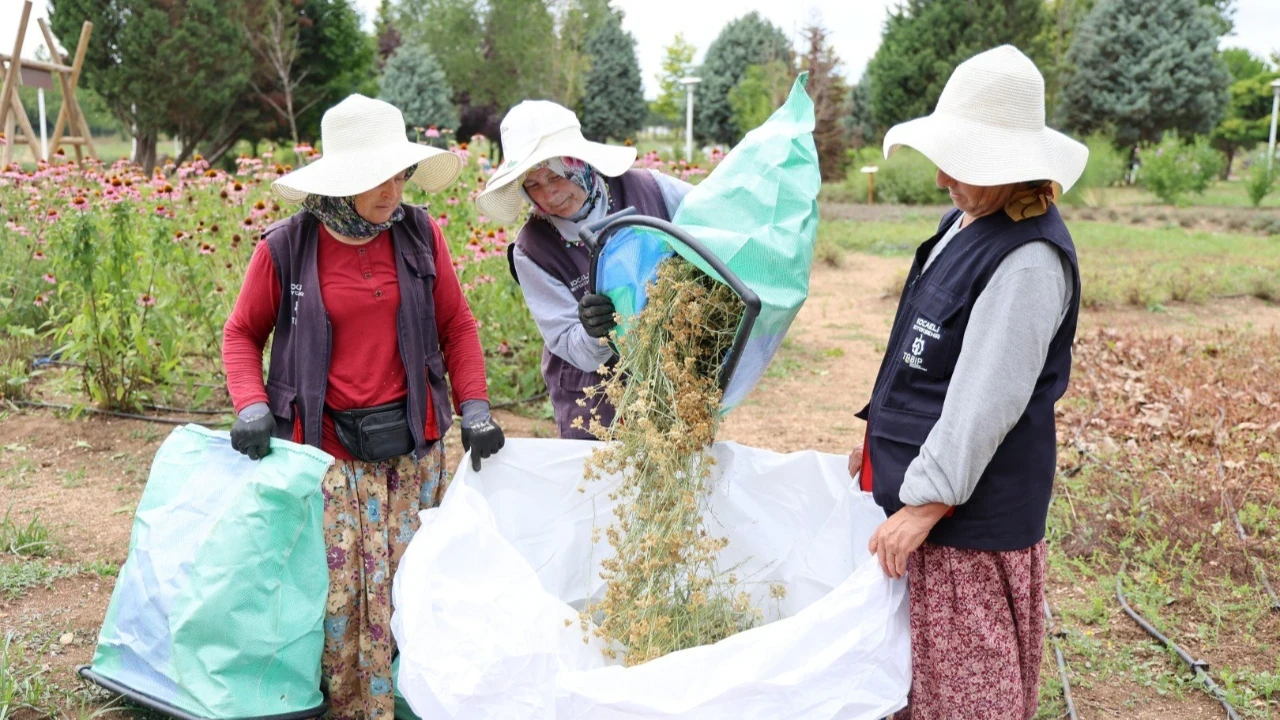 Kocaeli'de 41 çeşit tıbbi ve aromatik bitkinin hasadı yapıldı