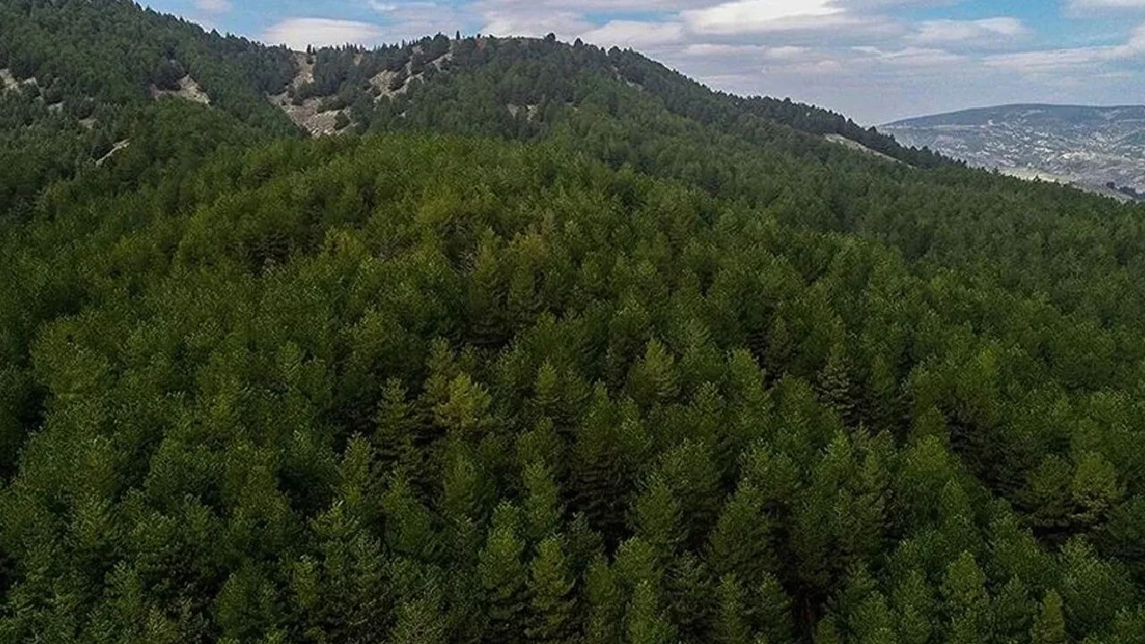 Sıcaklıkların artmasıyla beraber ormanlık alanlara giriş yasaklandı