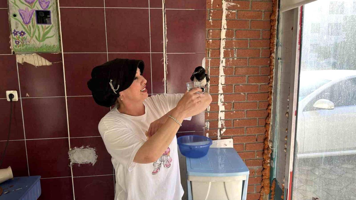 Yaralı bulduğu yavru saksağan kahvaltı arkadaşı oldu