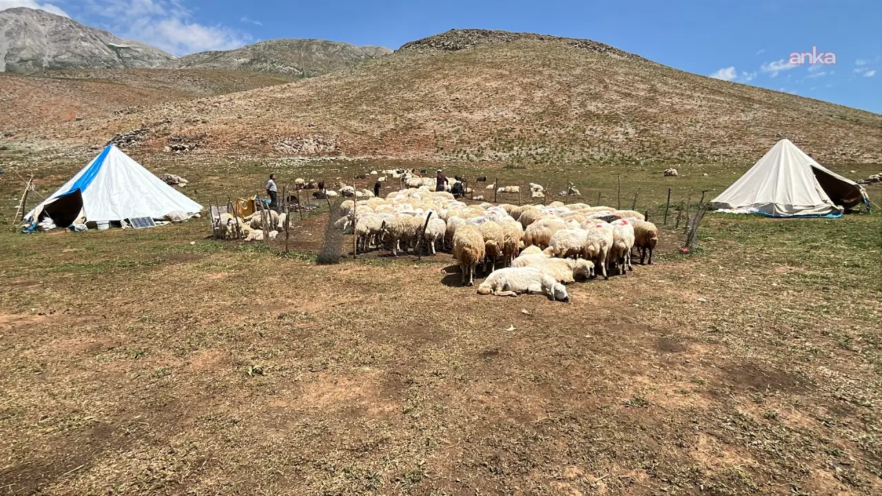 Ovacık'ta sürü sahipleri, yollar açılmadığı için hala yaylaya çıkamadı